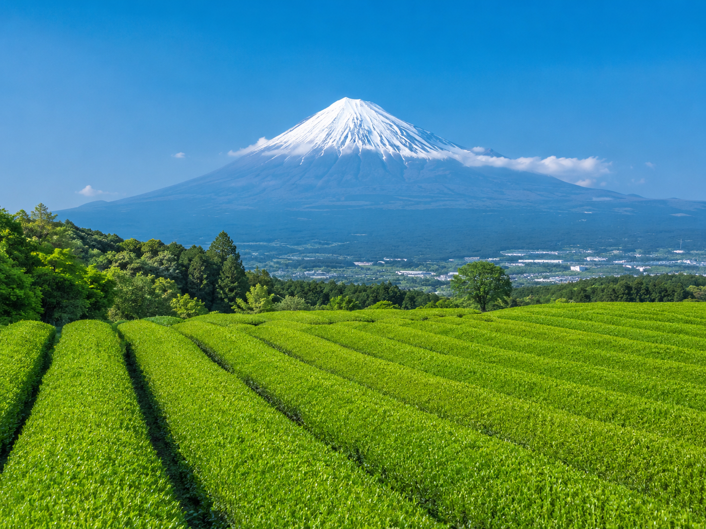 Mount Fuji over green tea fields