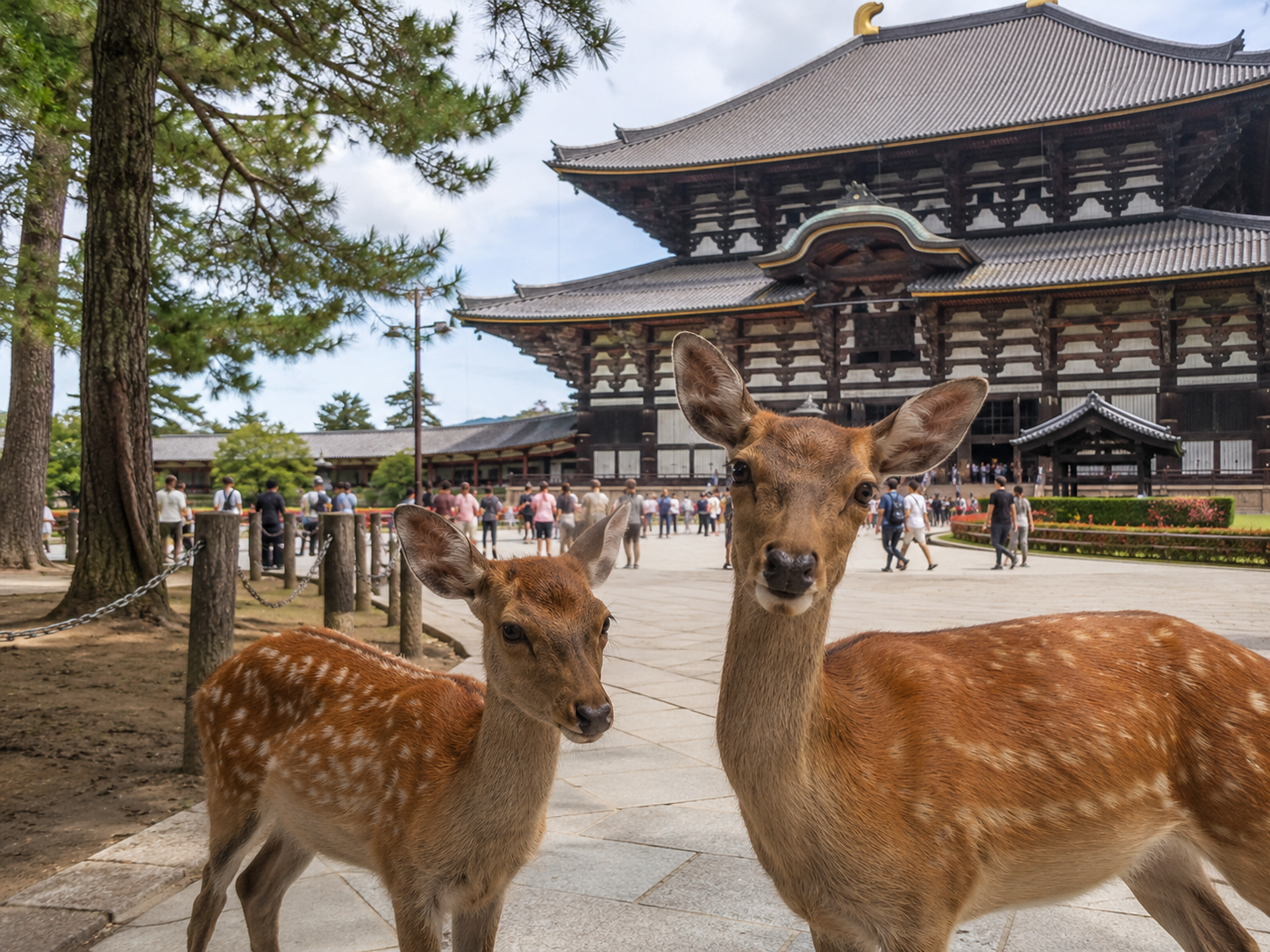 Nara deer in front of ancient temple