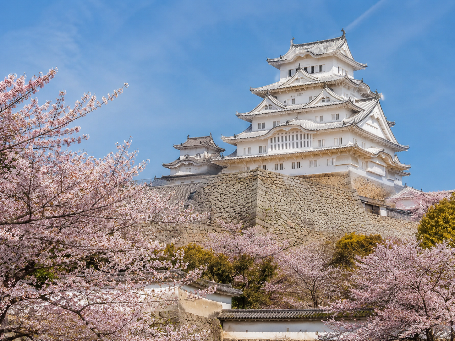 Himeji Castle with cherry blossoms