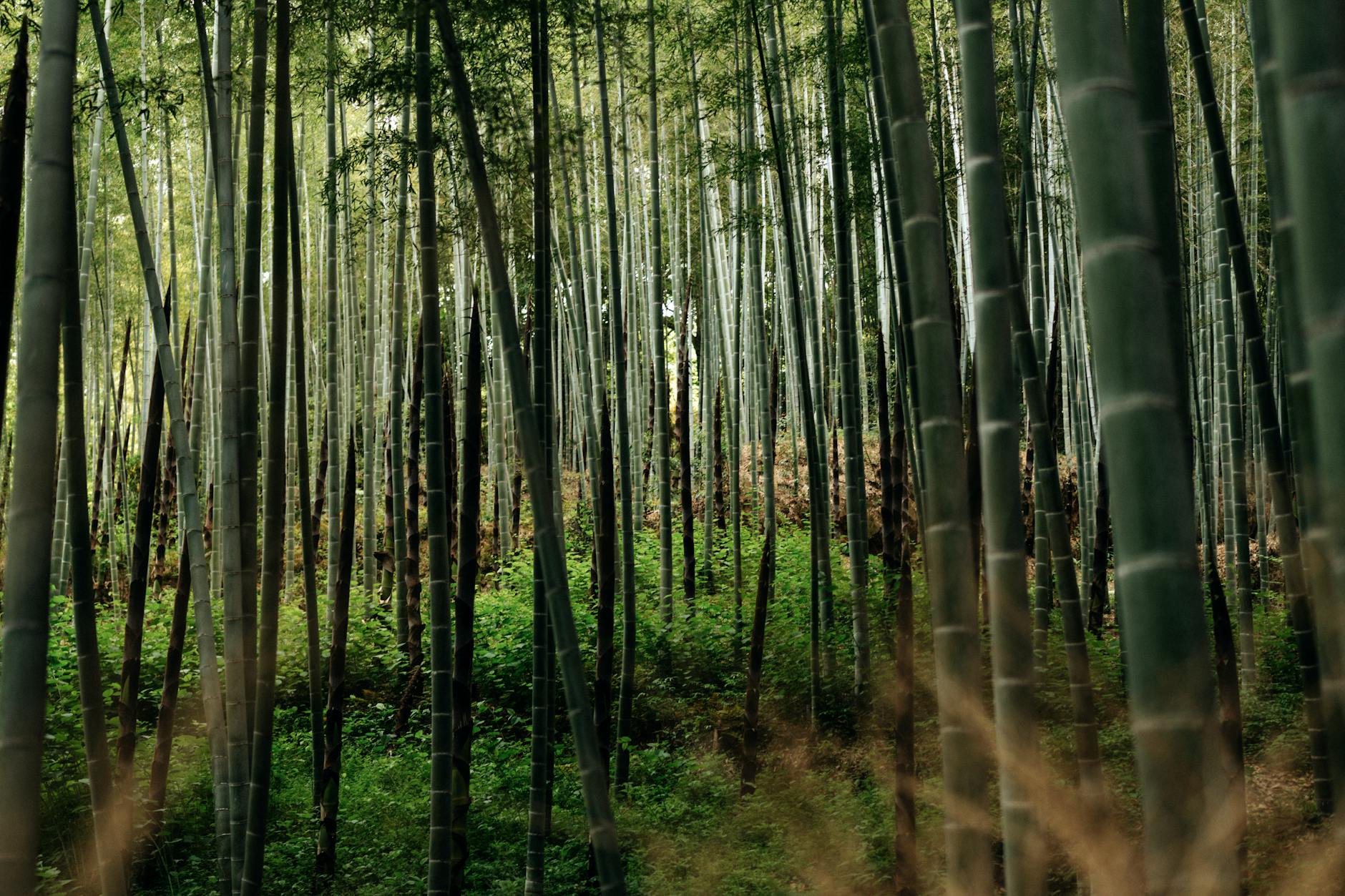 Serene and dense bamboo forest in Arashiyama, Kyoto, Japan capturing nature's tranquility.