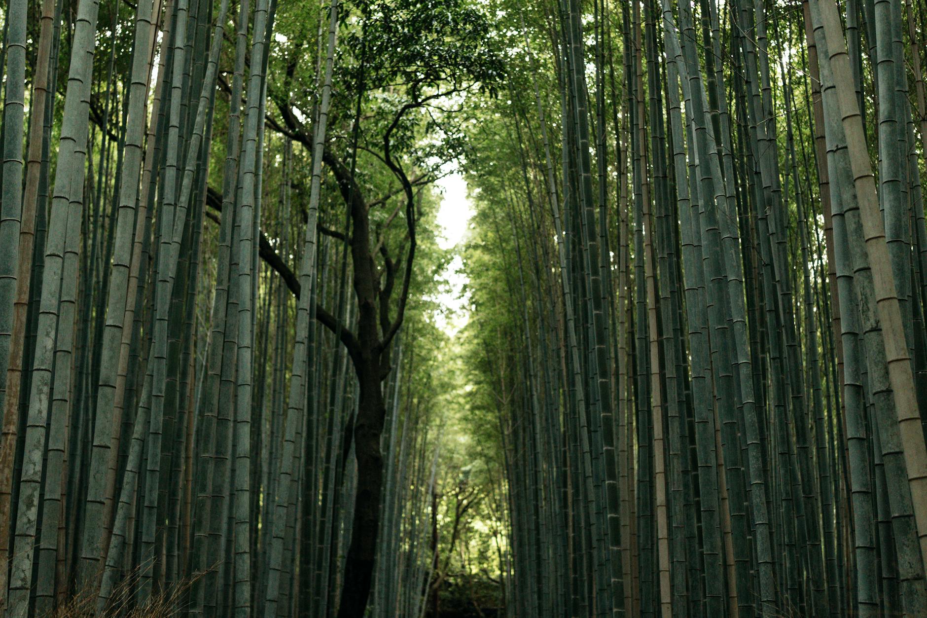 Serene bamboo forest pathway in Kyoto, showcasing tall, lush greenery and a tranquil atmosphere.