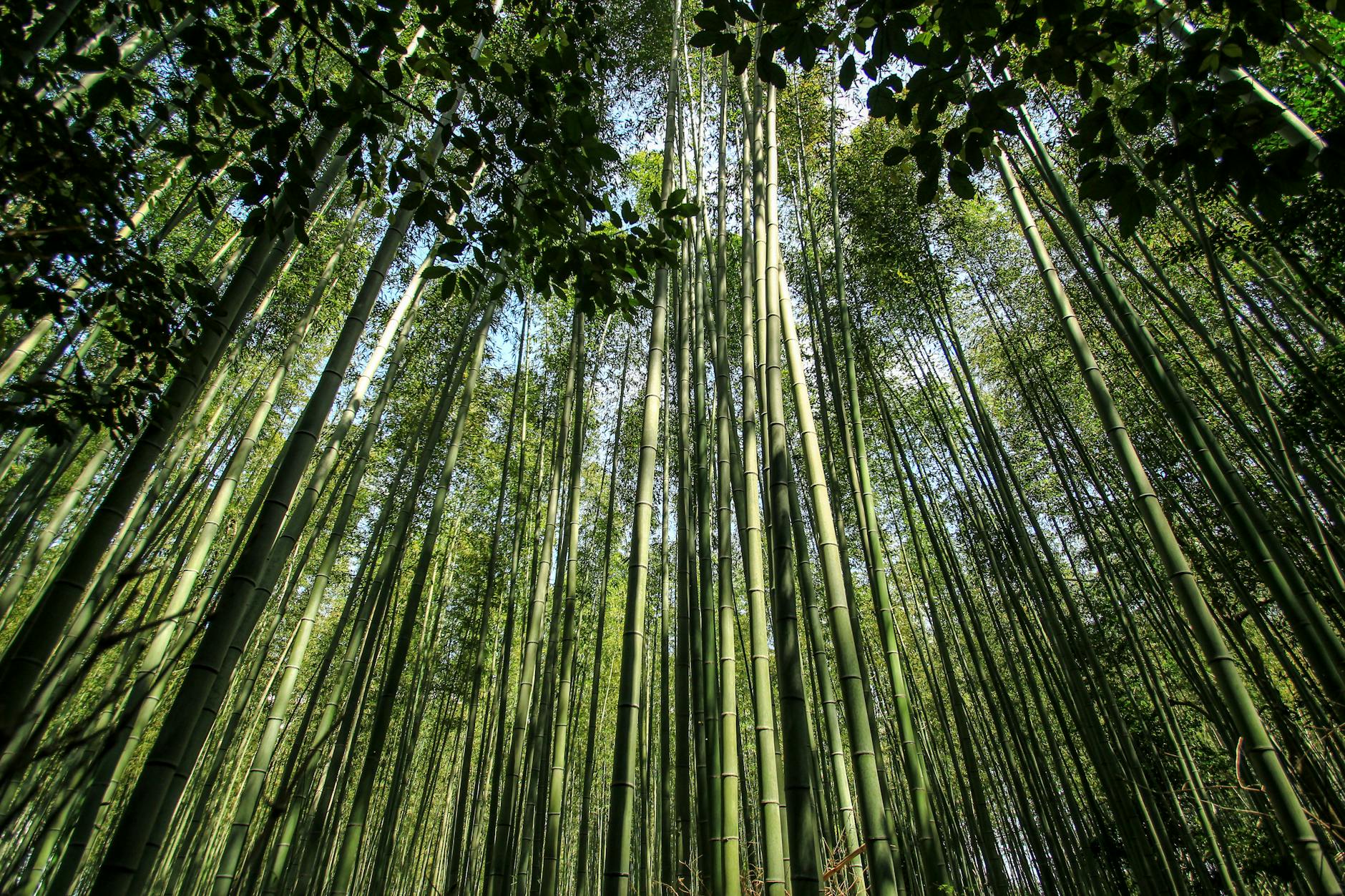 Explore the serene bamboo forest in Kyoto, Japan, capturing the essence of nature's tranquility.