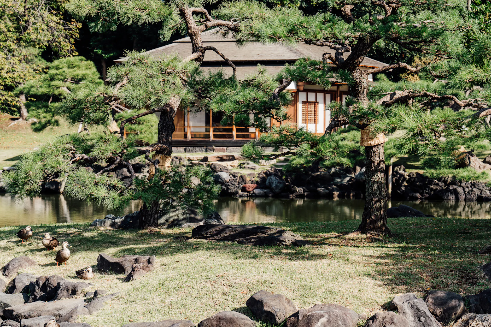 Peaceful Japanese garden scene with traditional architecture, pine trees, and ducks by a pond.