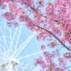 Vibrant cherry blossoms frame a Ferris wheel under a clear blue sky.