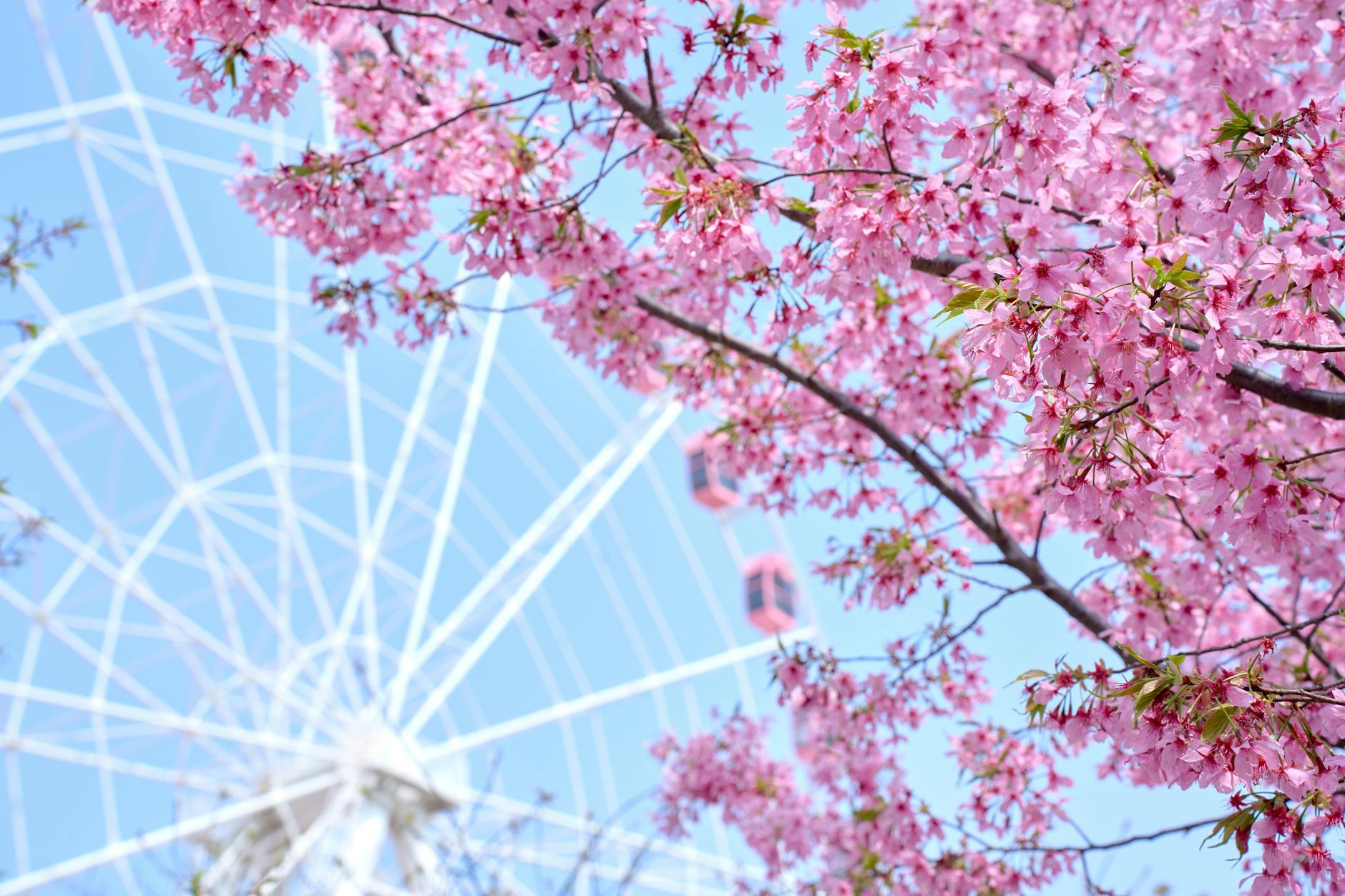 Vibrant cherry blossoms frame a Ferris wheel under a clear blue sky.
