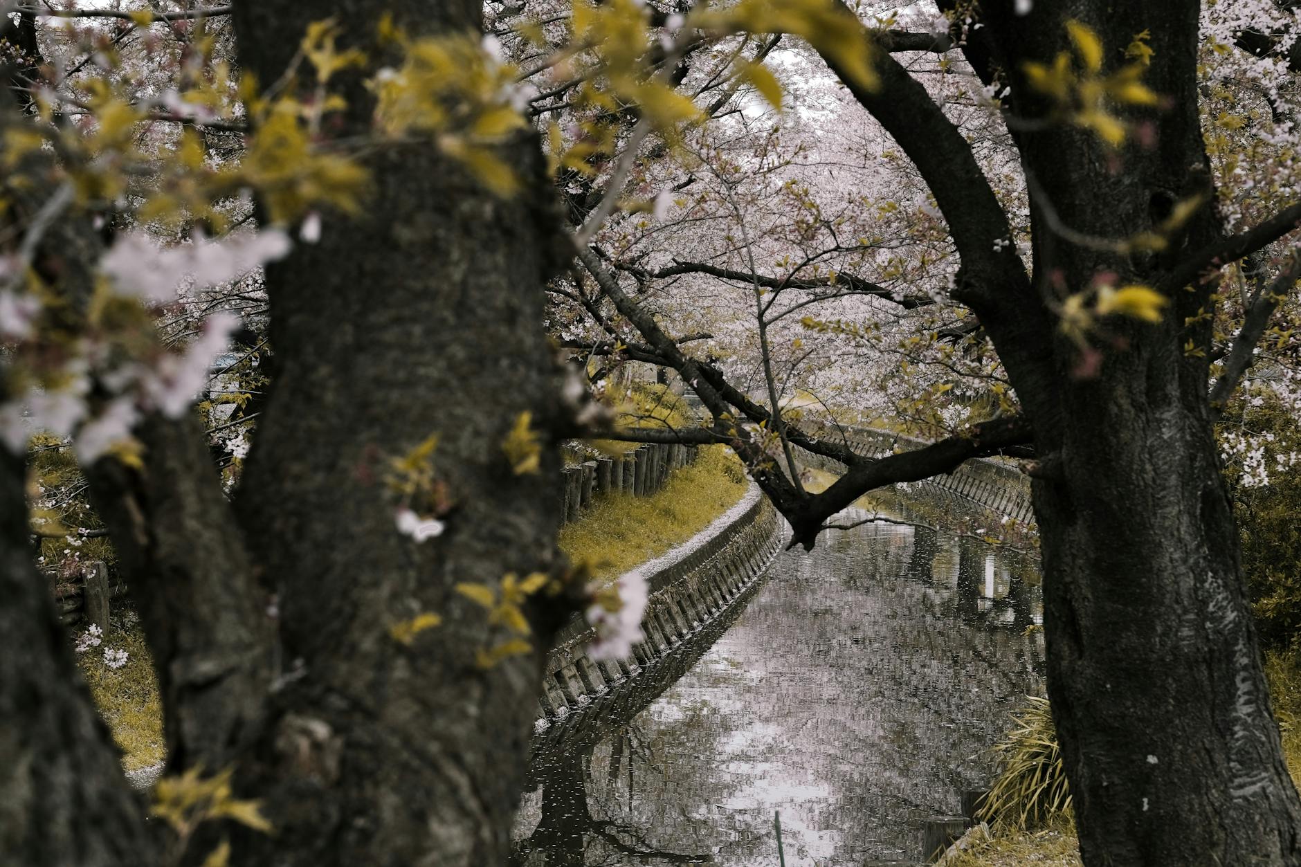 Peaceful river scene framed by cherry blossom trees, capturing the essence of spring.