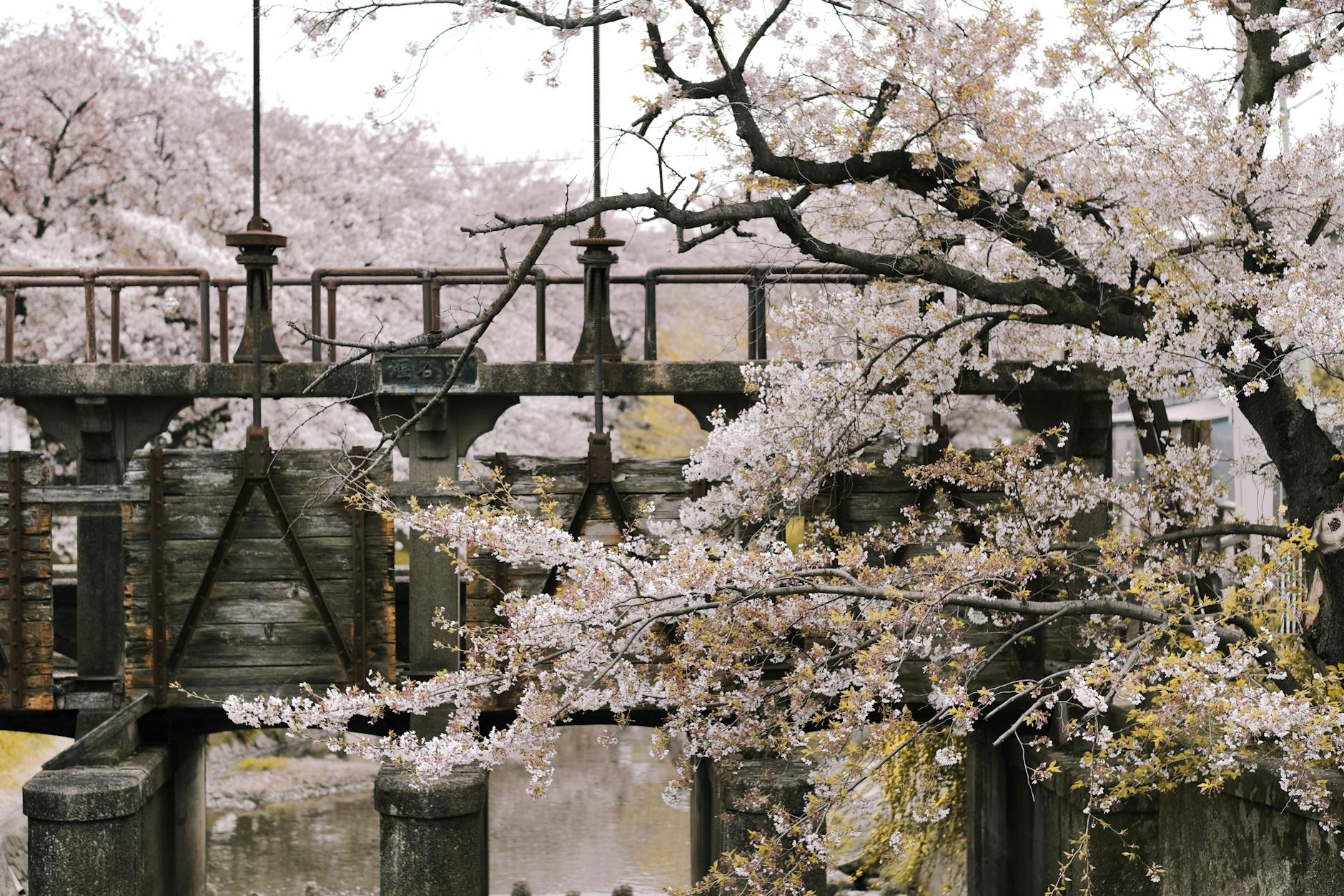Rustic bridge surrounded by blooming cherry blossoms in springtime.