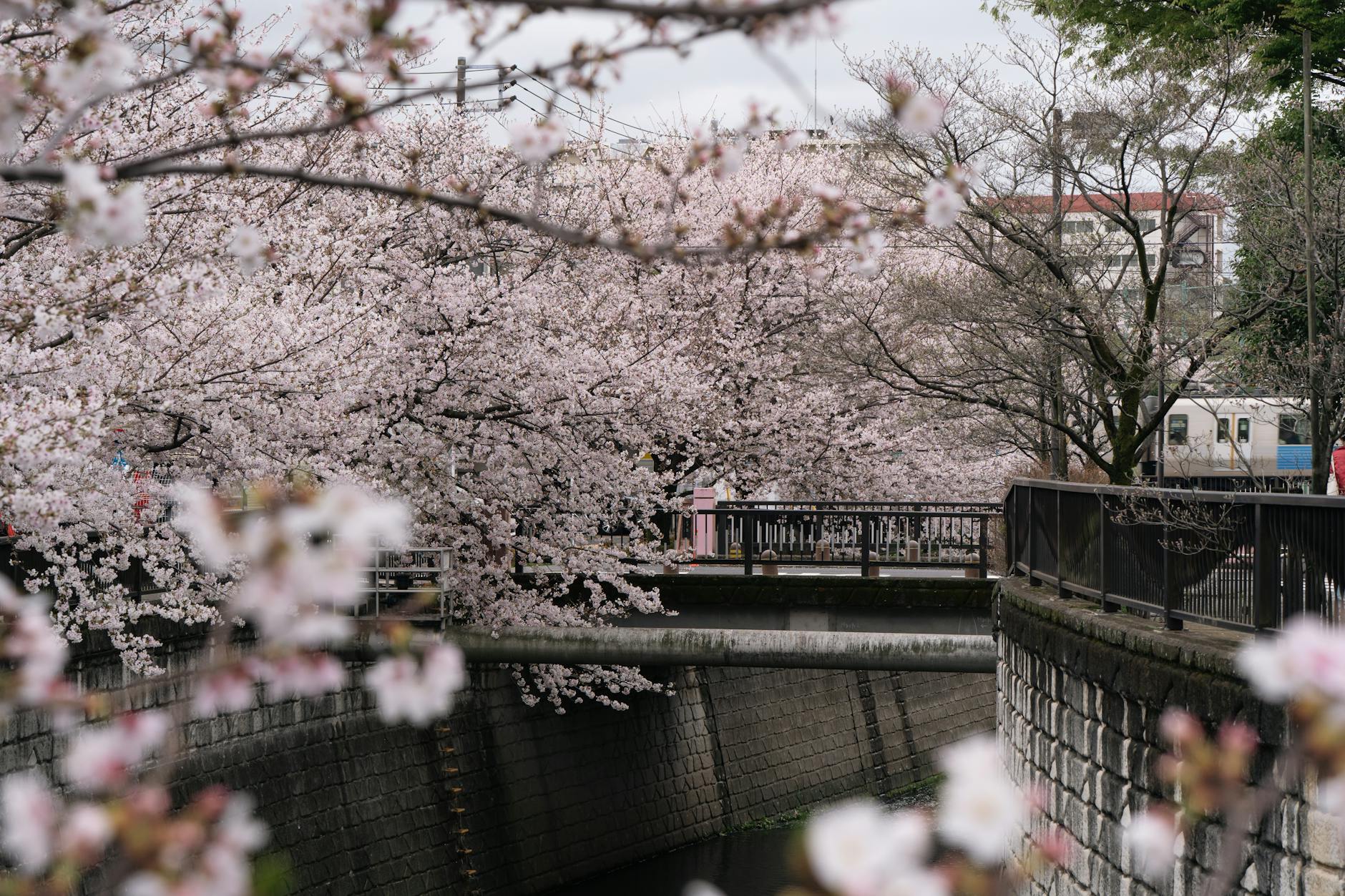 cherry blossom japan guide img1 — Iban Lopez Luna / Pexels