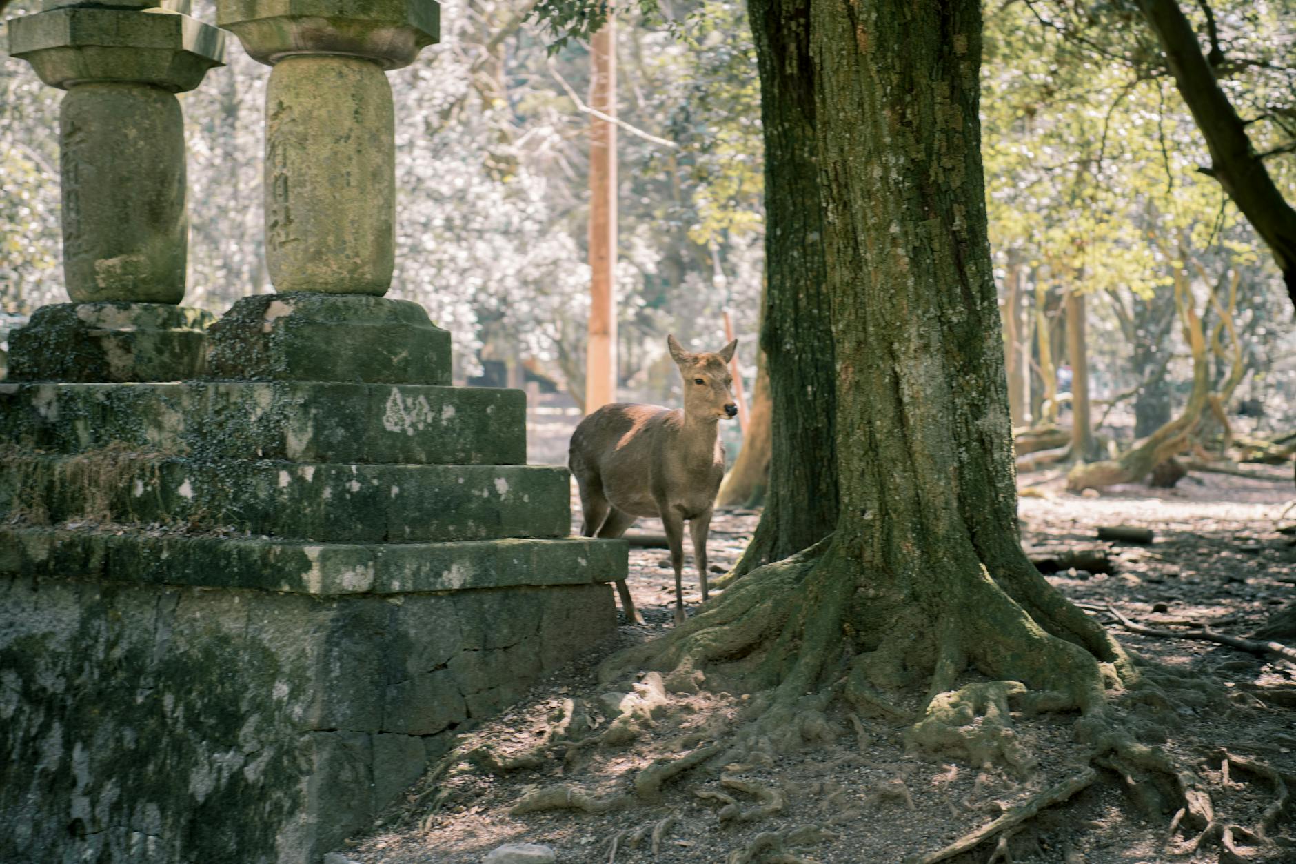 day trips from kyoto guide kyoto_dt1 — Satoshi Hirayama / Pexels