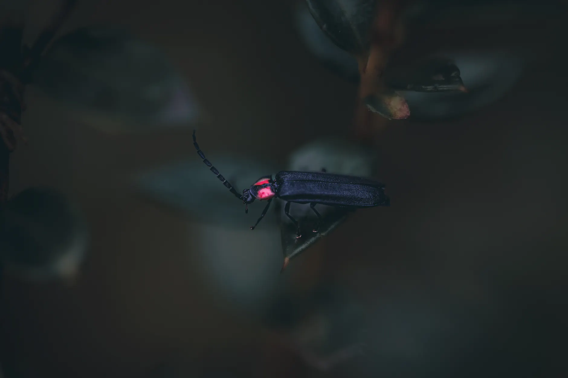 Captivating macro shot of a firefly resting on a leaf, highlighting its luminescent glow.