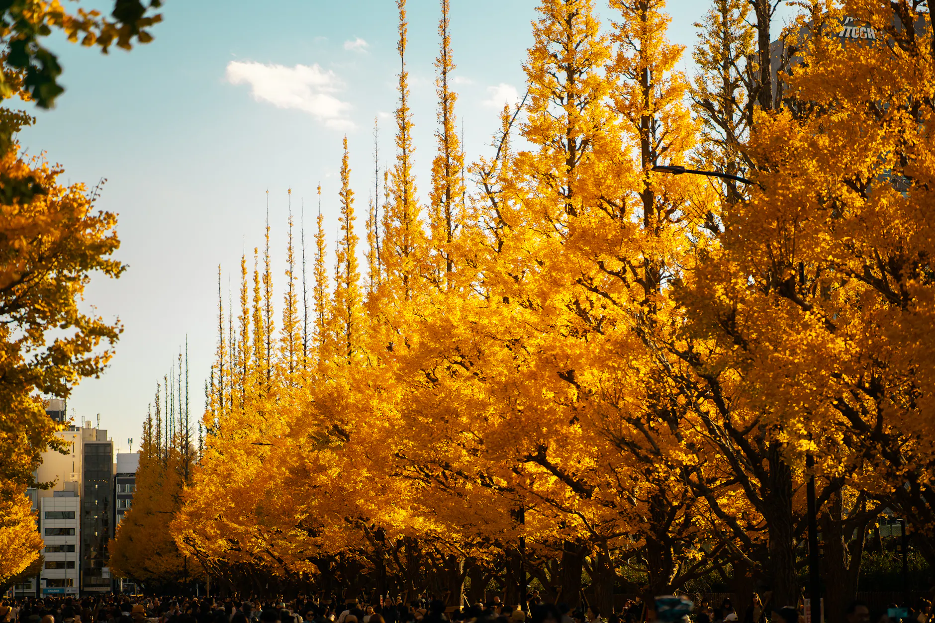 Vibrant golden ginkgo trees line a bustling Tokyo street on a sunny autumn day, creating a scenic urban landscape.