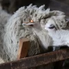 A detailed shot of a sheep in Fujinomiya showcasing its woolly texture and wooden enclosure.