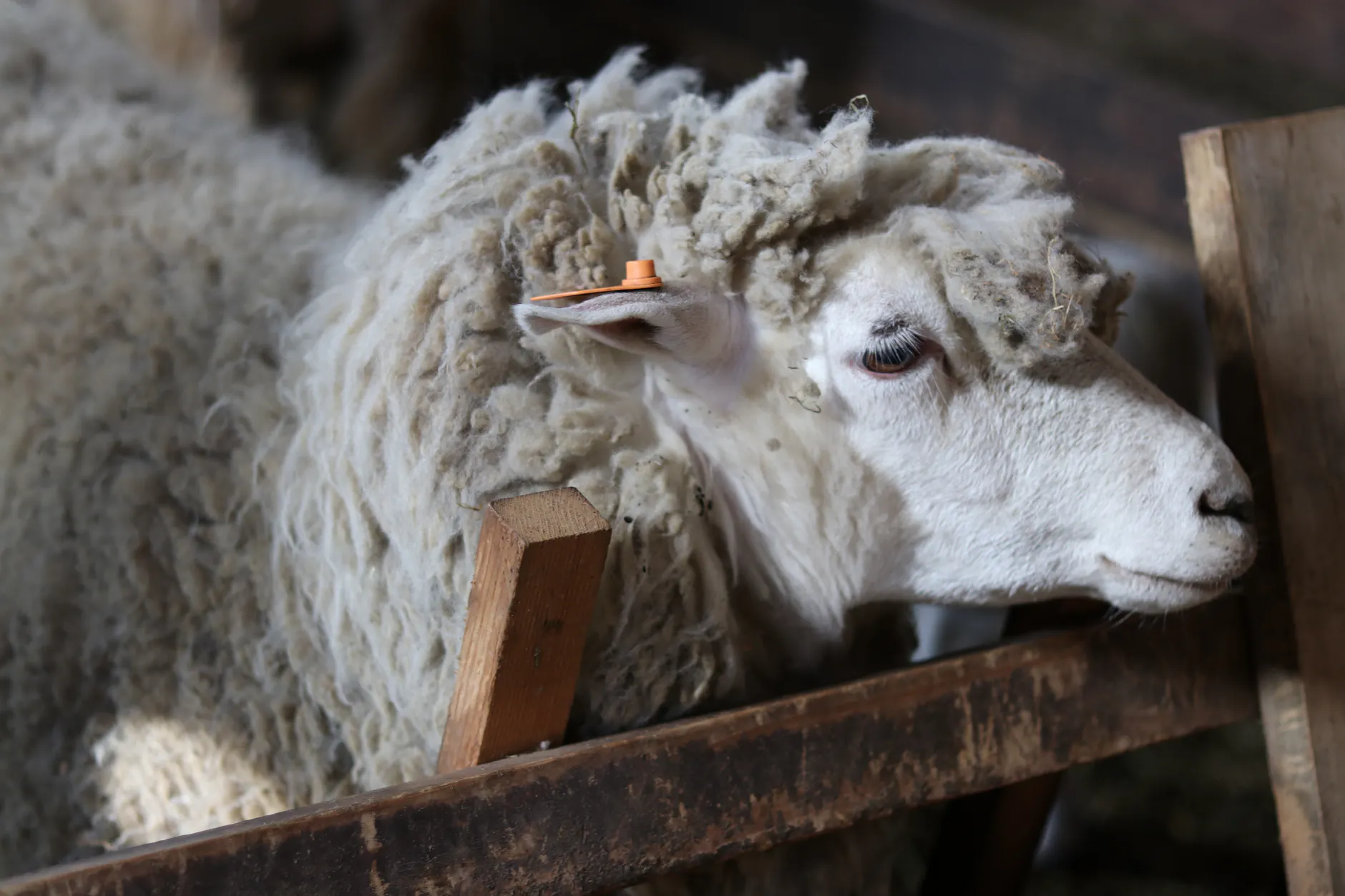 A detailed shot of a sheep in Fujinomiya showcasing its woolly texture and wooden enclosure.
