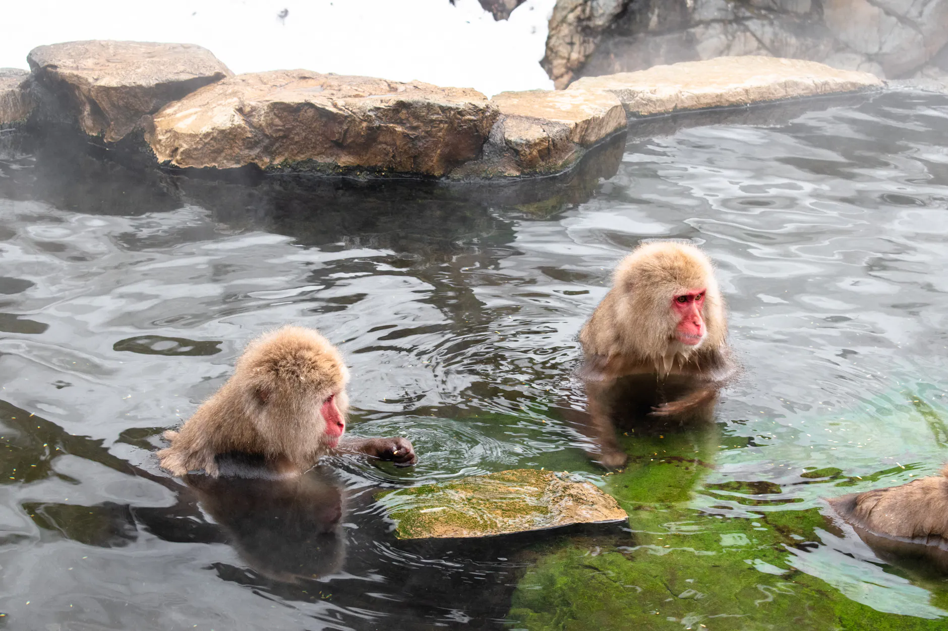 Two Japanese macaques relaxing in a hot spring in Yamanouchi, Nagano, Japan.