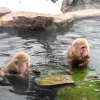 Two Japanese macaques relaxing in a hot spring in Yamanouchi, Nagano, Japan.