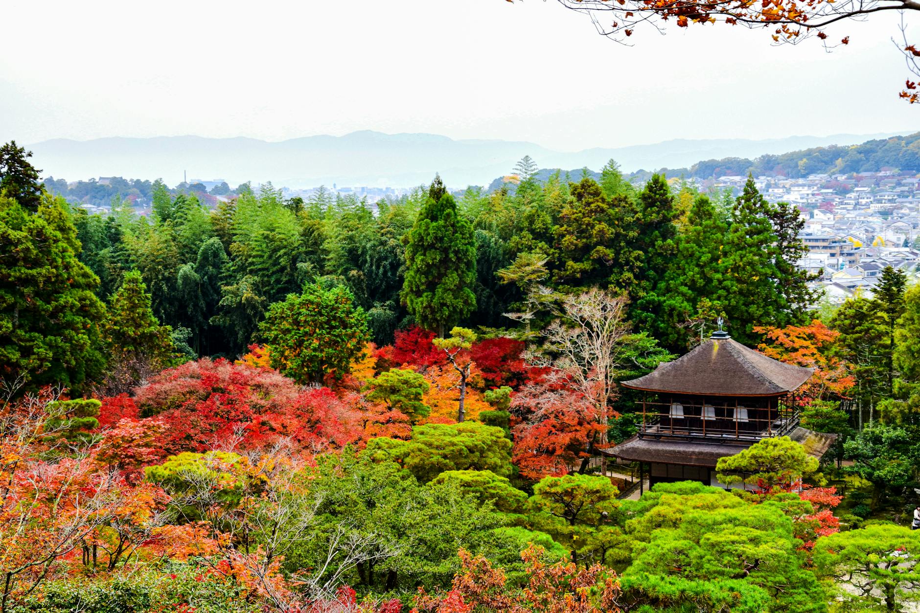 japan autumn leaves koyo guide koyo2 — AXP Photography / Pexels