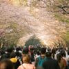 A lively crowd strolls under blooming cherry blossoms in a scenic park during spring.