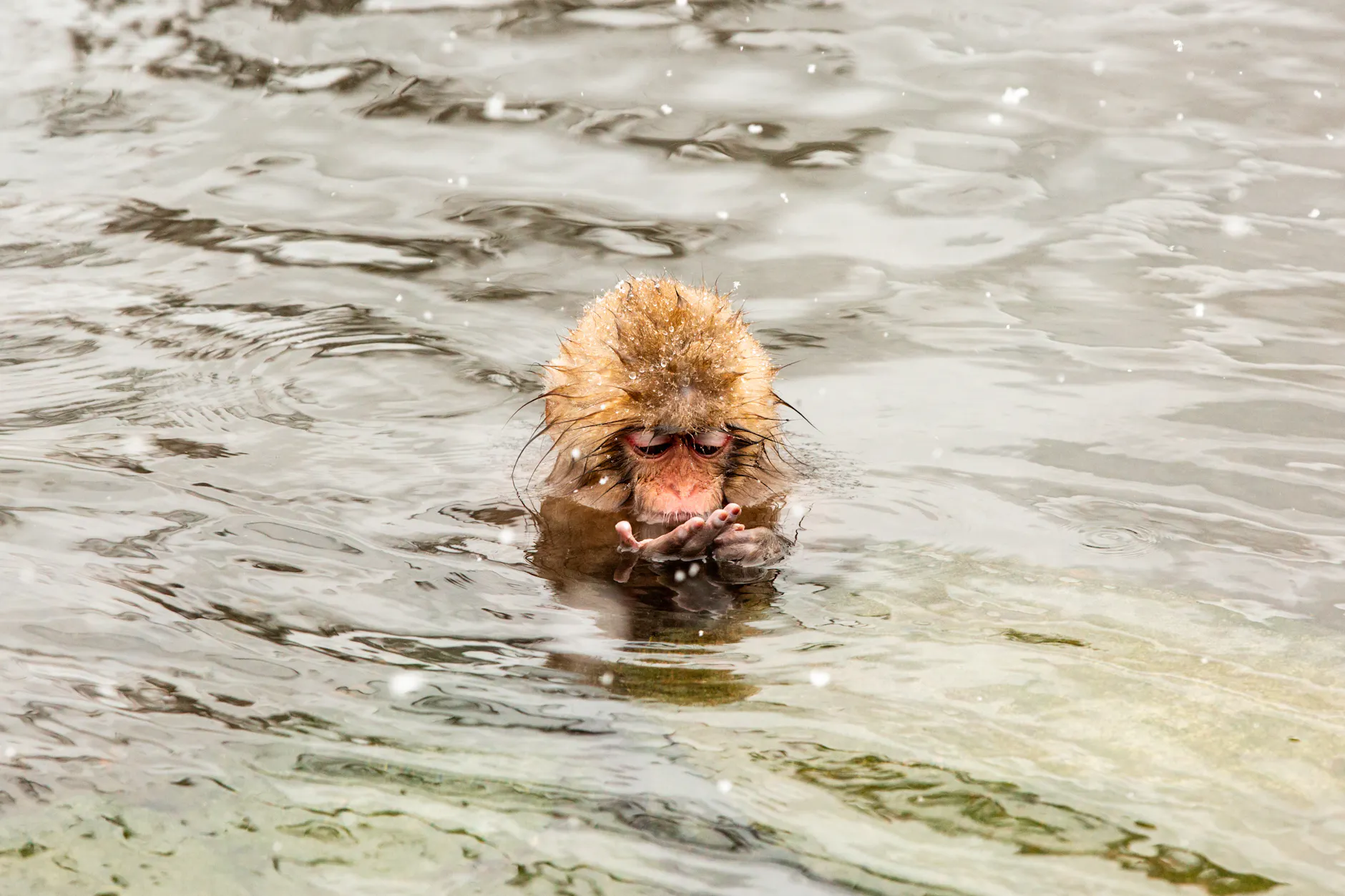 A Japanese snow monkey relaxes in a hot spring in Yamanochi, Nagano, surrounded by serene waters.