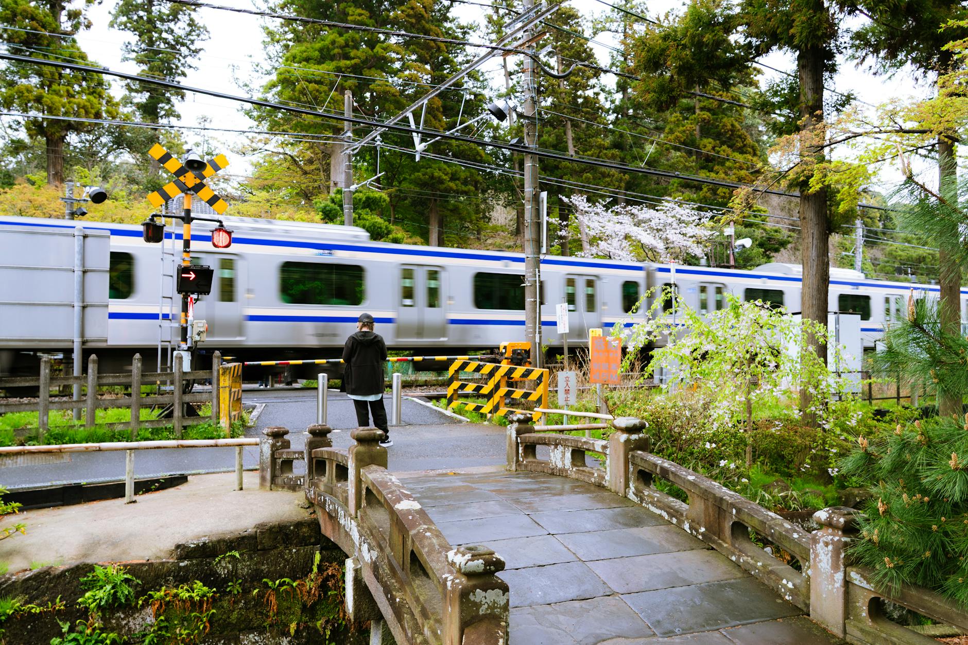 A train crosses a bridge in Kamakura, Japan, amidst lush greenery and cherry blossoms.