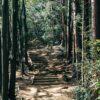 Explore the tranquil forest pathway on Mount Takao in Tokyo, captured in serene daylight amid tall trees.