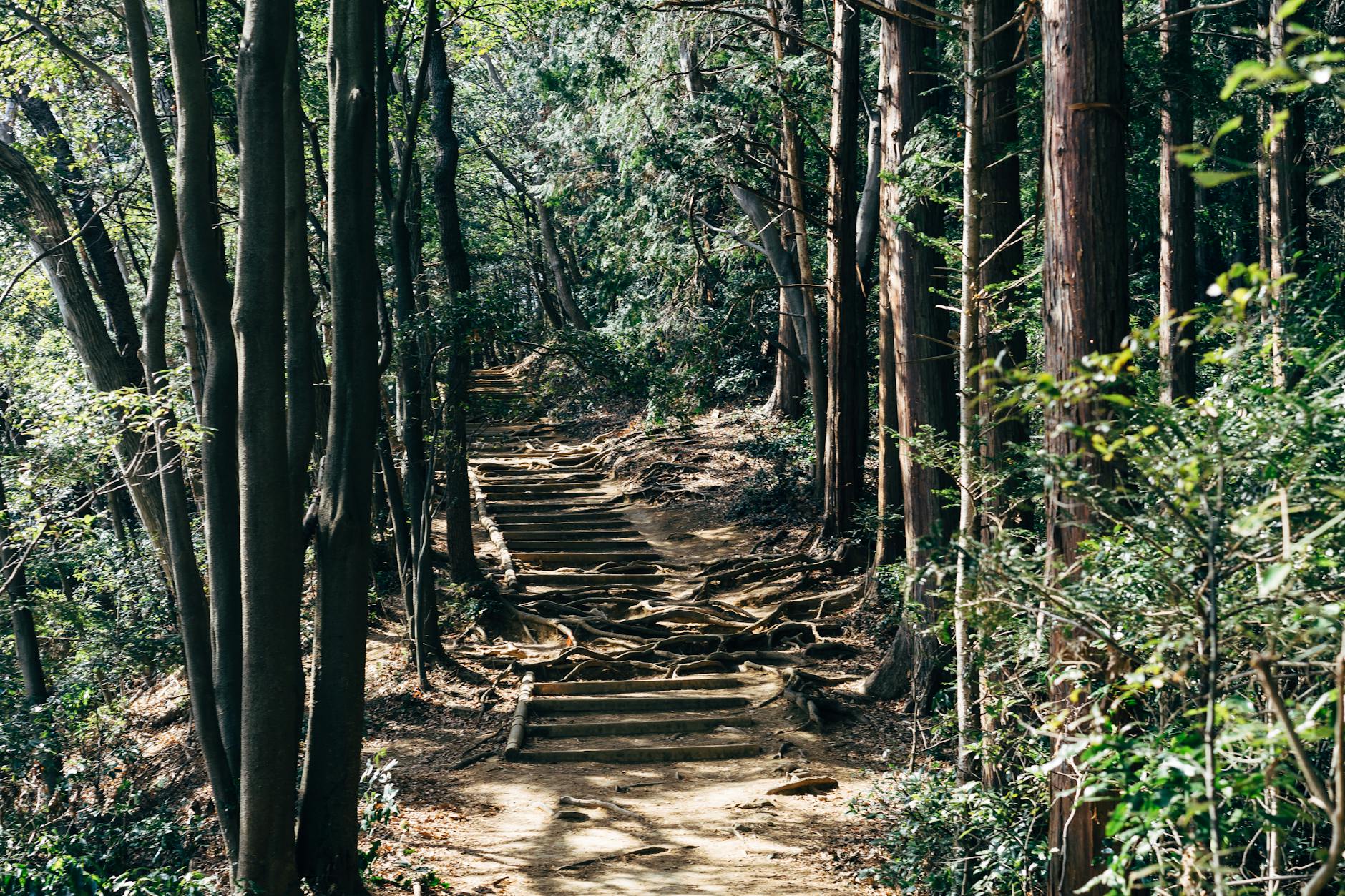 Explore the tranquil forest pathway on Mount Takao in Tokyo, captured in serene daylight amid tall trees.