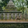 A peaceful deer wanders near traditional stone lanterns in a historic Japanese temple setting.