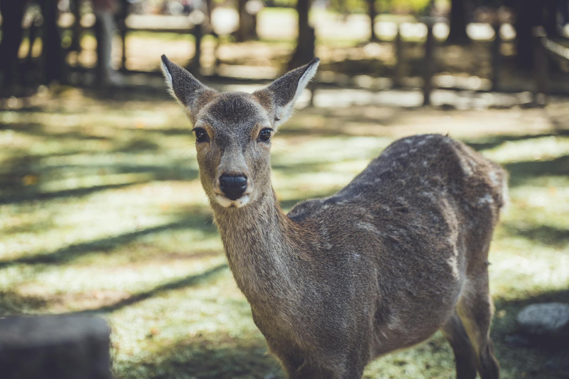 Close-up of a sika deer in Nara Park, Japan, during the day.