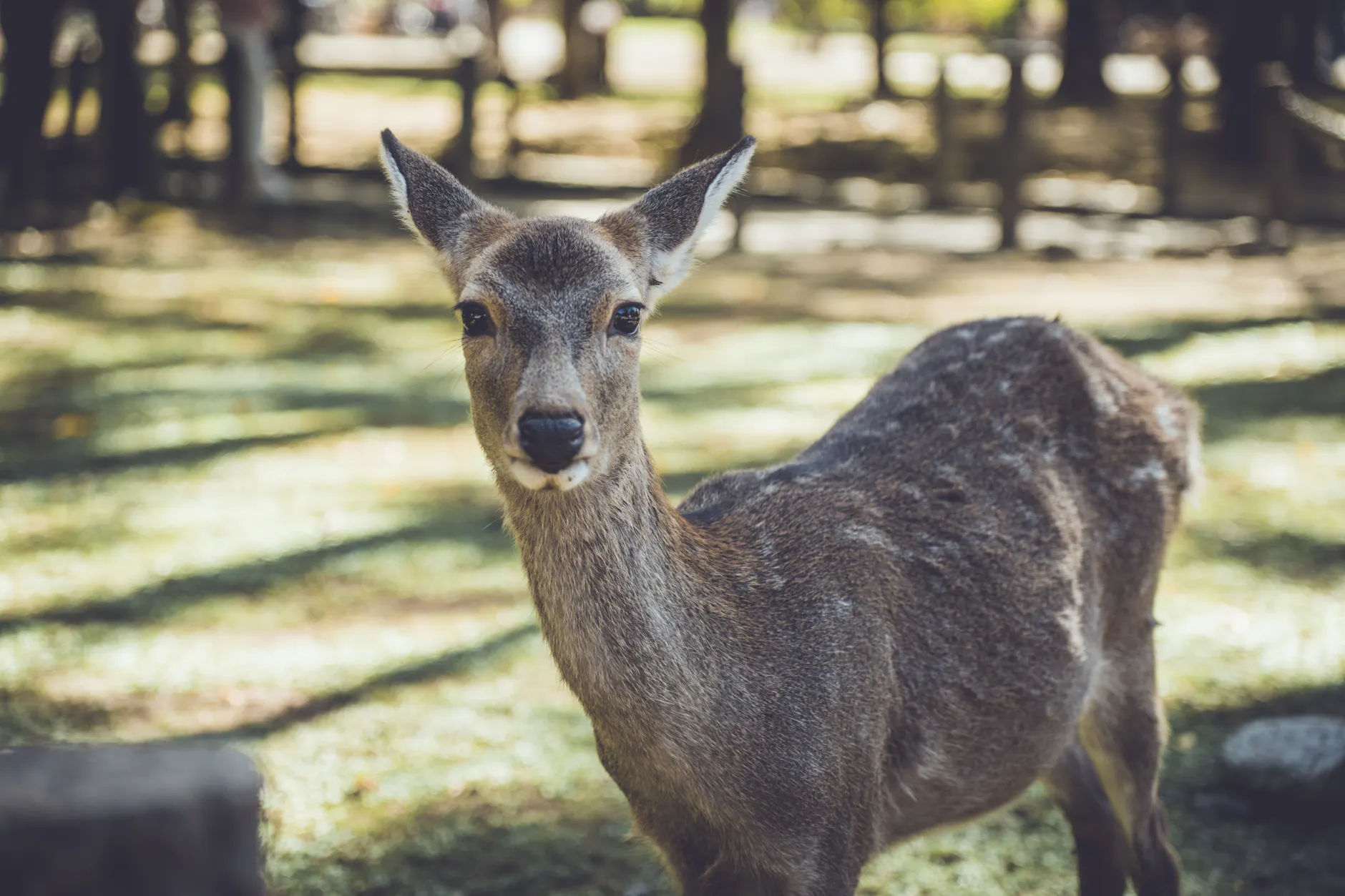 Close-up of a sika deer in Nara Park, Japan, during the day.