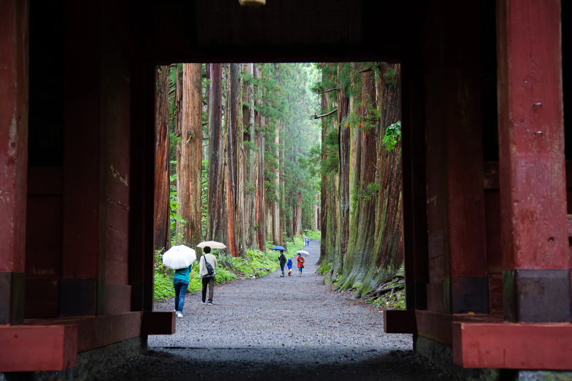 A peaceful walk through a cedar forest in Nagano, Japan with people holding umbrellas.