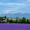 Vibrant lavender fields in Nakafurano, Hokkaido with picturesque mountain backdrop.