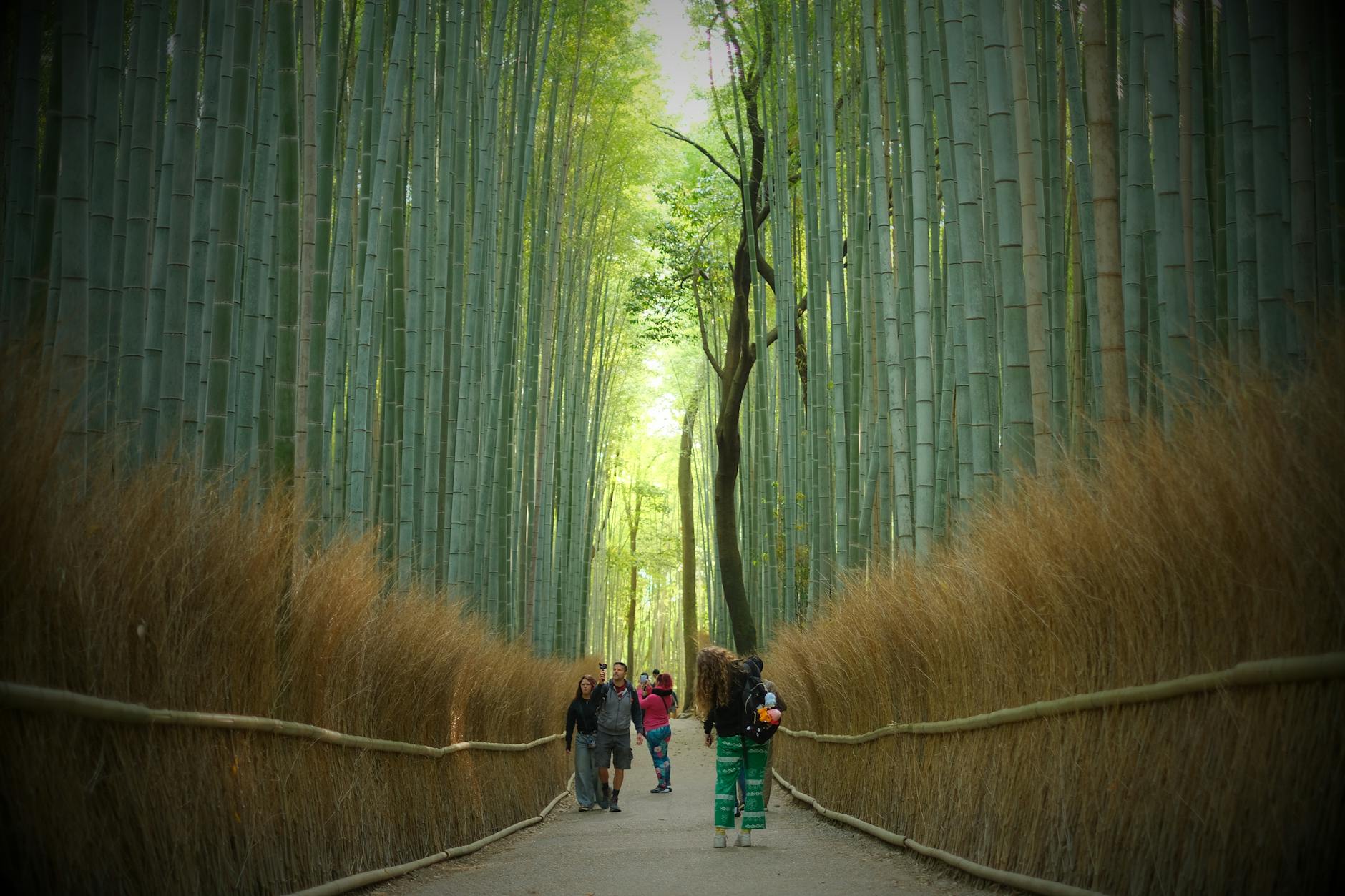 arashiyama bamboo grove kyoto japan — Vinny Anugraha / Pexels