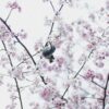 A bird perches amid cherry blossoms in Tokyo, capturing the serene beauty of spring.
