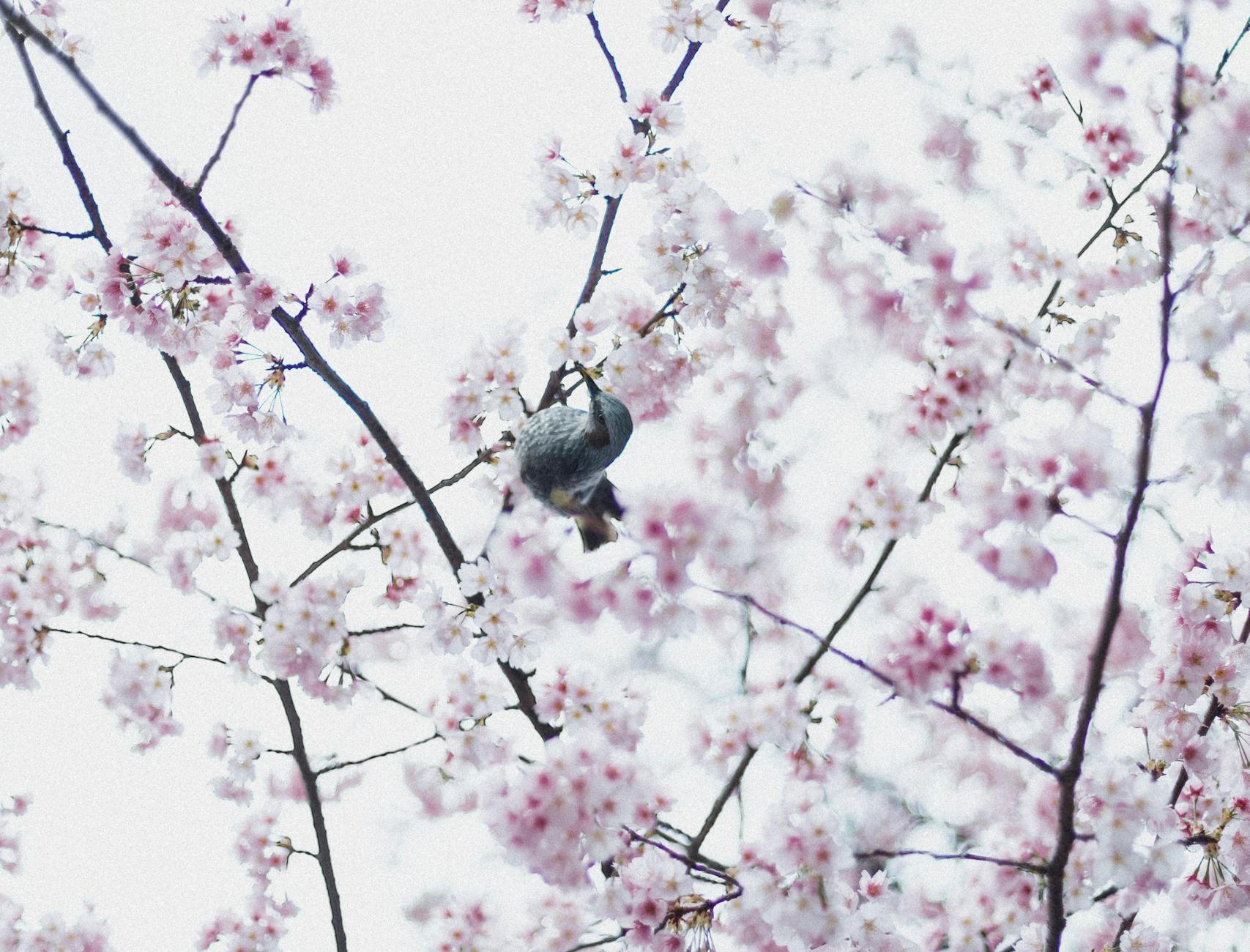 A bird perches amid cherry blossoms in Tokyo, capturing the serene beauty of spring.